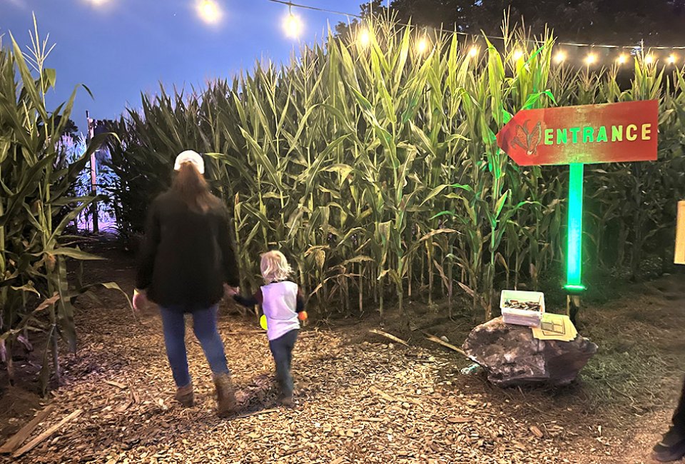 Discover fields of sunflowers, find your way through the corn maze, and see giant pumpkins at Pumpkins at Callaway Gardens. Photo by author