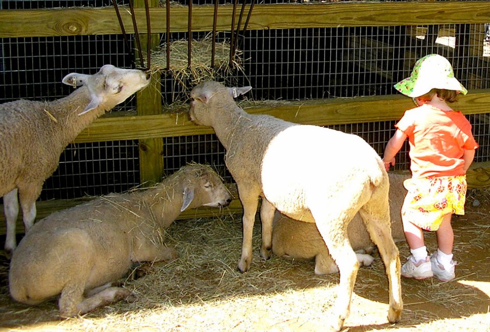 Kids get up close to gentle farm animals at Zoo Atlanta's petting zoo, Outback Station.
