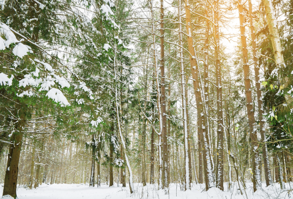 Check out these great family-friendly winter hikes in the Atlanta area. 