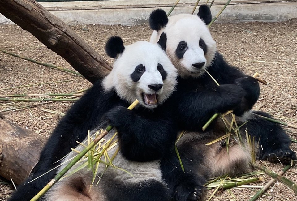 It's double trouble with Zoo Atlanta's adorable giant pandas! Photo courtesy of the zoo
