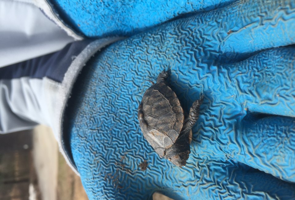 Baby turtle. Image Courtesy Parks.ny.gov