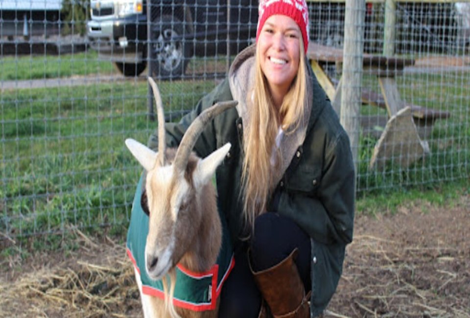 Barnyard Animals At Linvilla Orchards