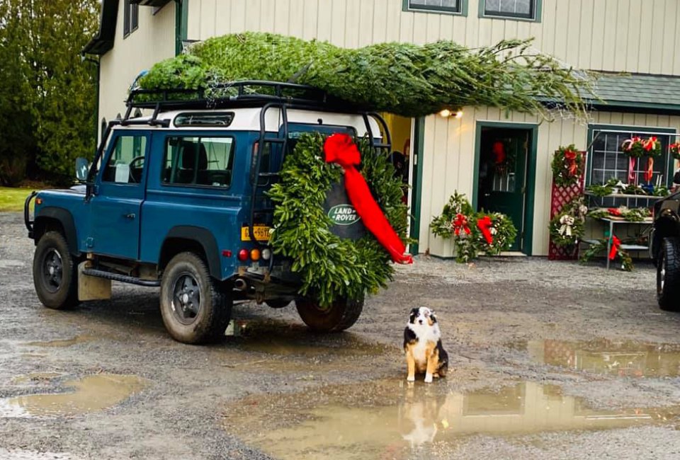 Battenfeld's Christmas Tree Farm in upstate offers a wide variety of tree species and is pet- and kid-friendly. 