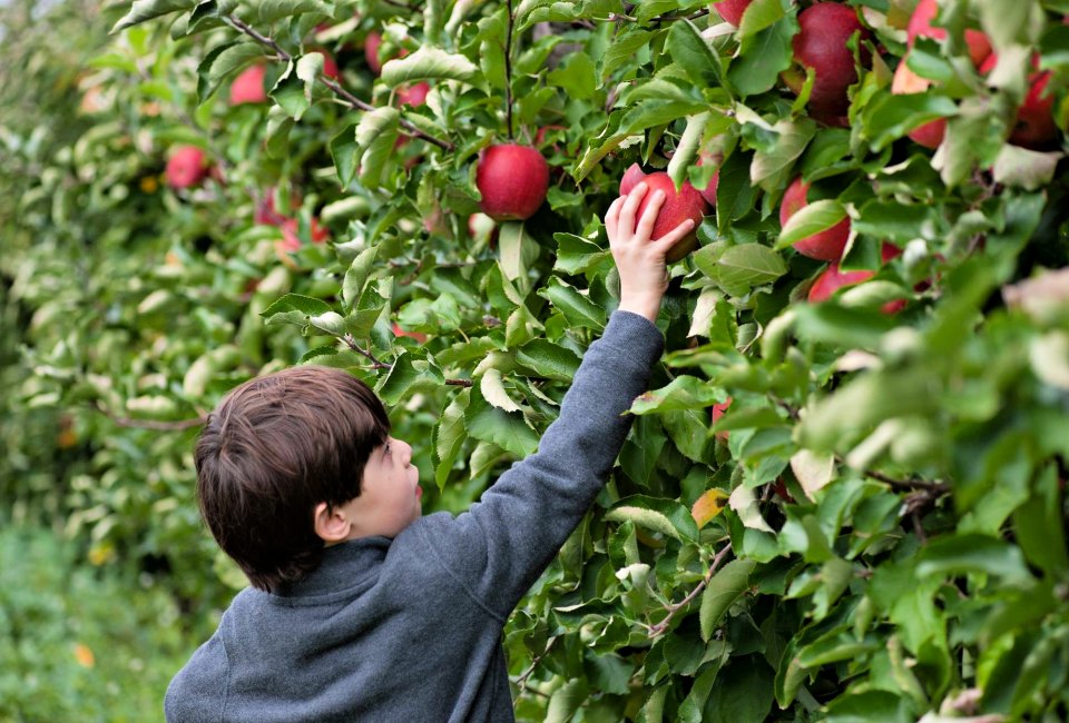 There are 11 apple varieties to choose from over the course of picking season at Lookout Farm. Photo courtesy of the farm