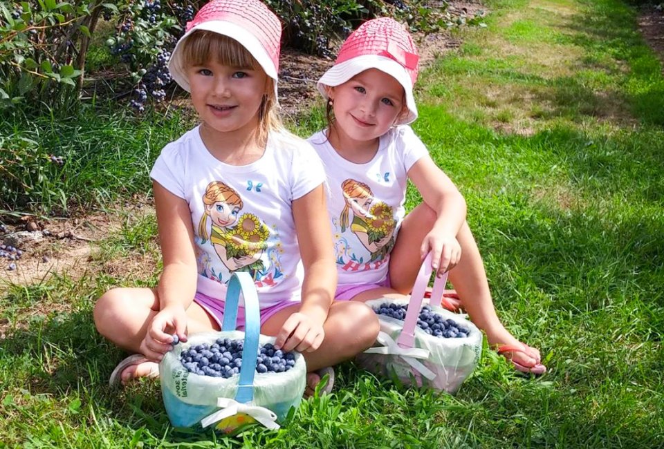 Fill your baskets with delicious treats when berry picking and peach picking at Connecticut farms. Photo courtesy of Belltown Hill Orchards