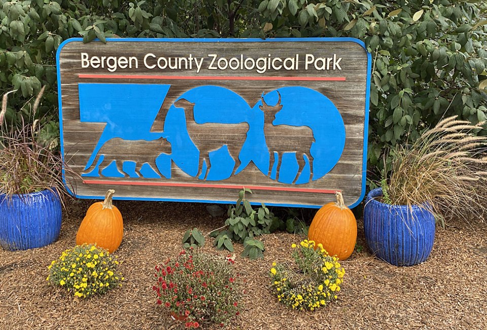 The Bergen County Zoo, in the action-packed Van Saun County Park, specializes in animals of the Americas and recently debuted a brand new pair of rare red wolves. 