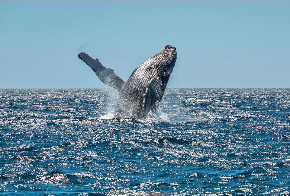 Los Angeles is the perfect place to look for whales from December to April.