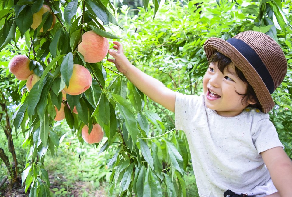 Peaches are ripe for the picking in the DC area!