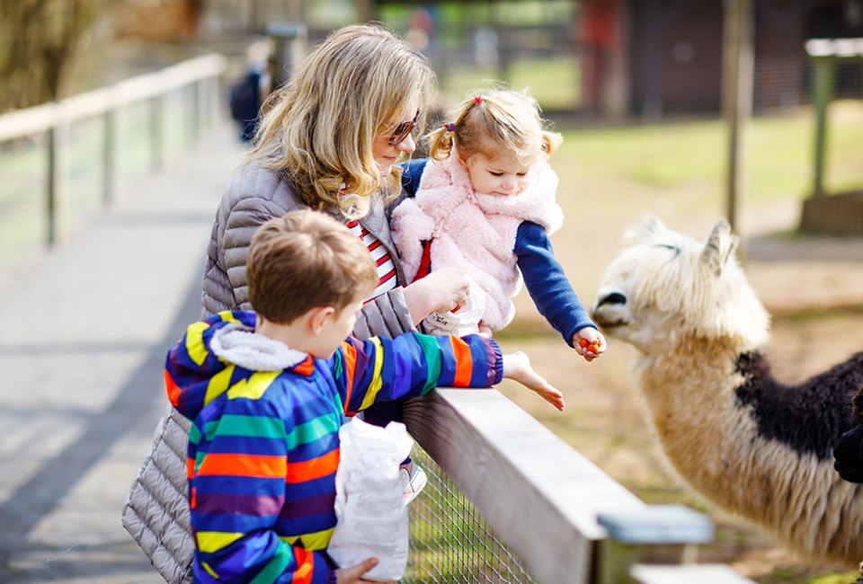 Things to do on Long Island before your baby's first birthday alpaca farm