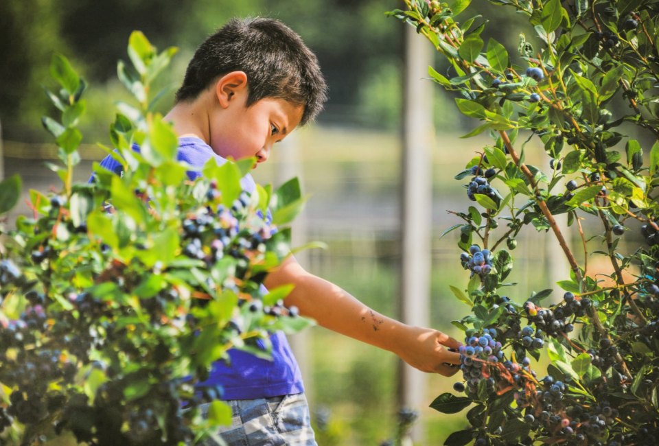 Blueberry picking. Photo courtesy of Bishop's Orchards