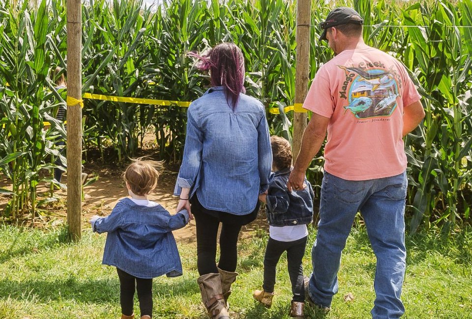 Photo of family entering a corn maze - Corn Mazes in Connecticut