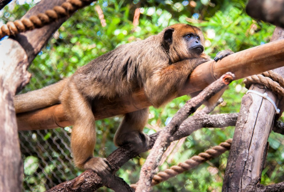 Howler monkey. Photo courtesy of Houston Zoo