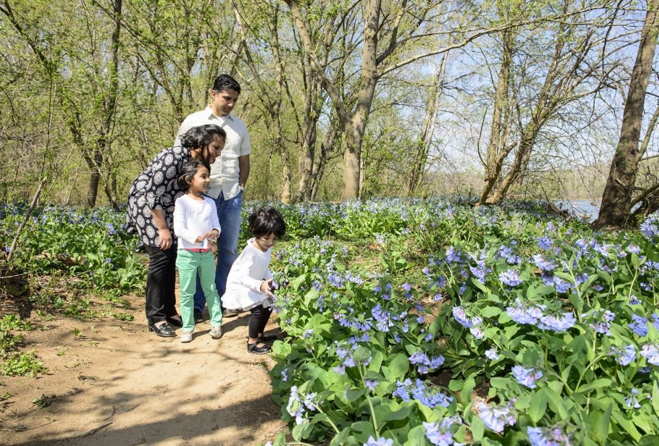 Bluebells at the Bend. Photo courtesy of Fairfax County Parks