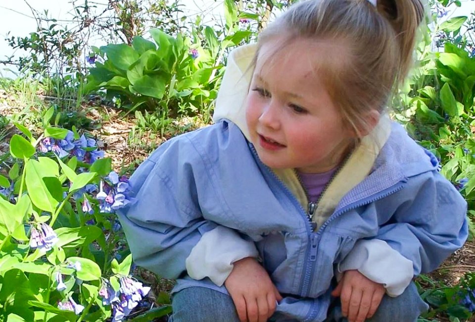 Easter Weekend 2023: Top Things To Do in DC with Kids See beautiful spring blooms at Bluebells at the Bend. Photo by Fairfax County Park Authority