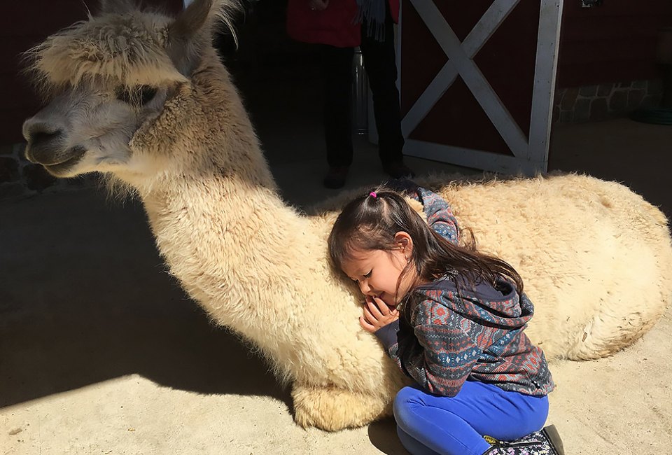 Snuggle up with an alpaca at Bluebird Farm in Peapack, NJ.