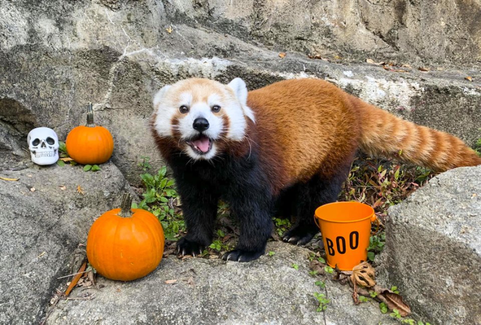 Even the animals get into the Halloween spirit at Boo at the Zoo. Photo courtesy of the Smithsonian’s National Zoo and Conservation Biology Institute