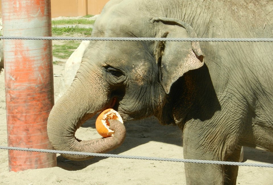 Nom nom pumpkins