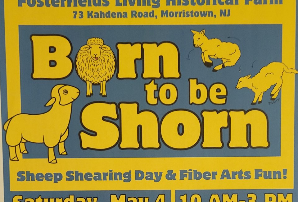 Born to be Shorn - Sheep Shearing Day at Fosterfields Farm | Mommy ...