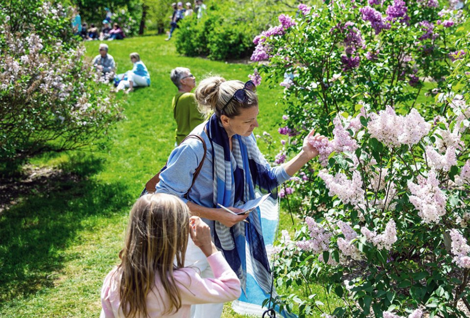 Mother’s Day Weekend 2025 in Boston: Brunches and More Things To Do With Kids Lilac Sunday at the Arnold Arboretum. Photo by Lauren Miller for the event.