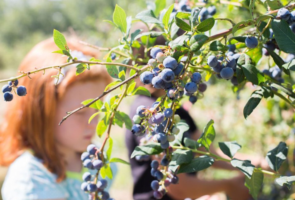 Nothing says summer like blueberry picking near Boston with kids!