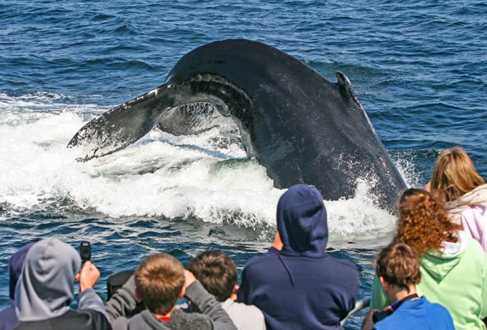 Ultimate Massachusetts Bucket List Whale Watching