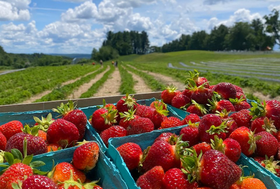Best Strawberry Picking in Boston and Summer Strawberry Festivals Hollis Hill Farms photo courtesy of the Massachusetts Office of Travel and Tourism