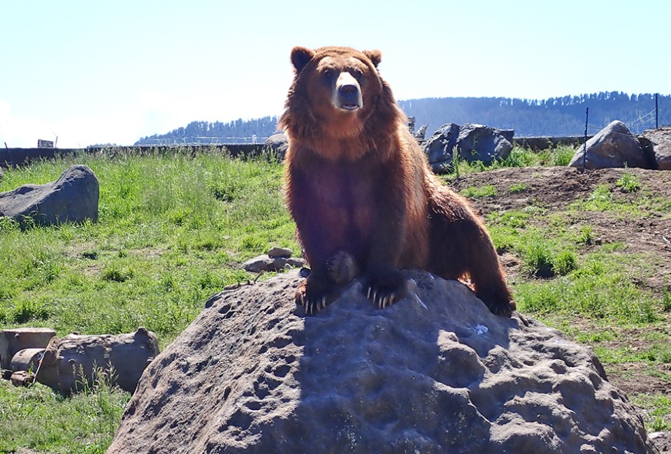 The Montana Grizzly Encounter is a bear rescue facility where you can see grizzly bears up close.