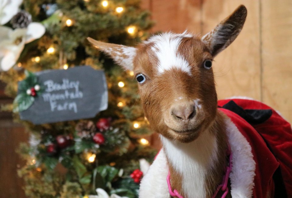 The goats are welcoming at the farm. Photo courtesy of Bradley Mountain Farm
