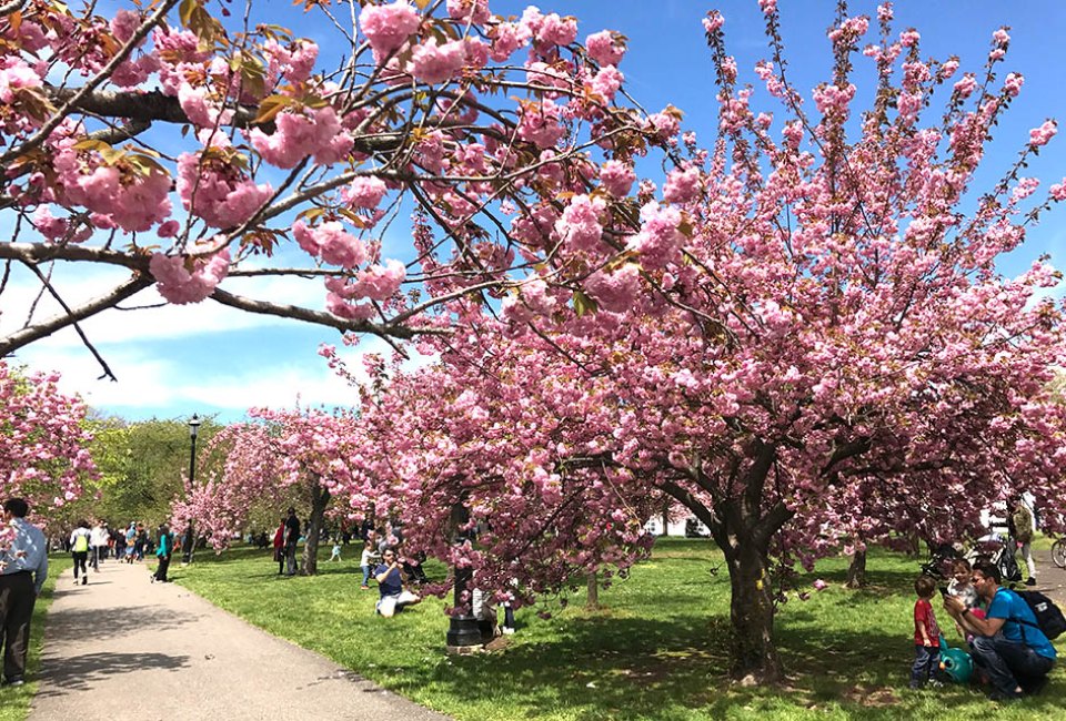 Take in the gorgeous blooms at Branch Brook Park. Photo by Shinya Suzuki via Flickr.