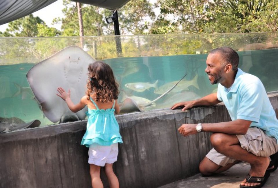 Catch up with the friendly rays at the Brevard Zoo.