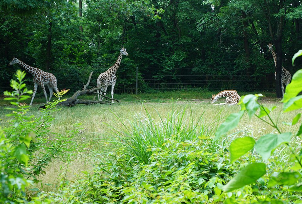 The Bronx Zoo is full of amazing animals and surprises await around every bend of its sprawling grounds. 