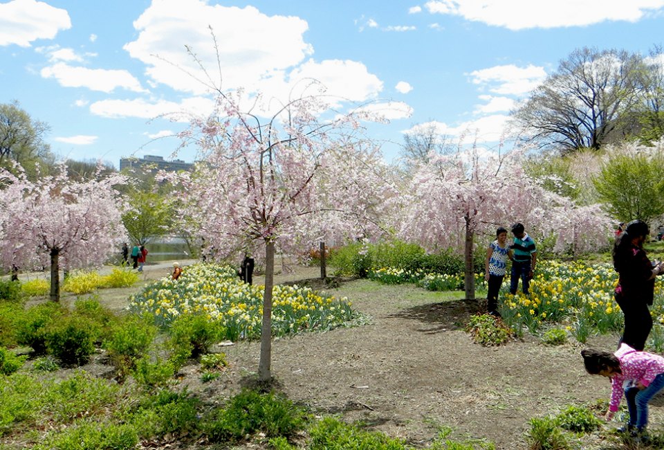 Essex County's Annual Cherry Blossom Festival at Branch Brook Park.Best Things To Do in New Jersey with Kids this Spring: 