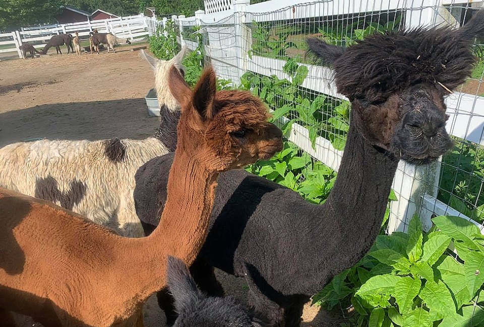 Alpacas at Brookhollows Barnyard