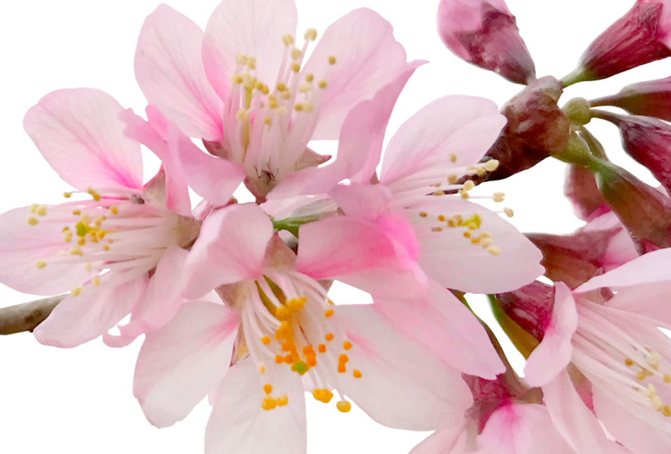 Bruce Beginnings Junior: Powerful Pollinators in Greenwich