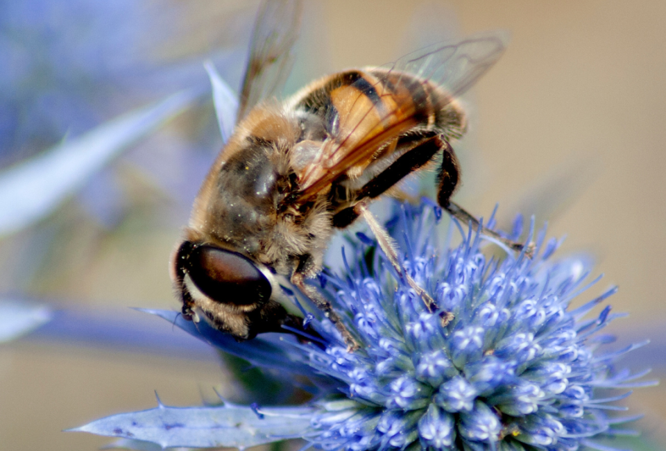 Bruce Beginnings: Powerful Pollinators at the Bruce Museum in Greenwich