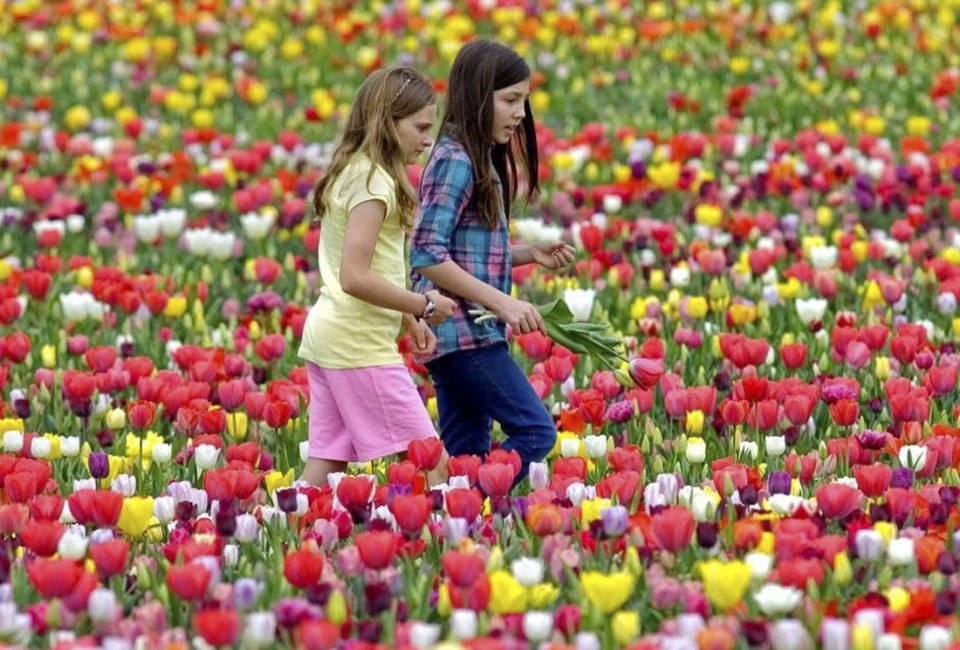 Enjoy the brilliant colors of spring  at Burnside Farms. Photo courtesy of  the Virginia Tourism Corporation, at virginia.org