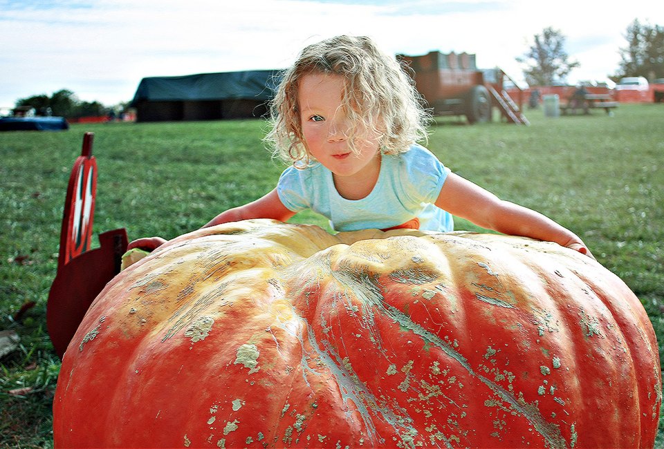 Try to pick the biggest pumpkin at Butler's Orchard. Photo courtesy of Butler's Orchard