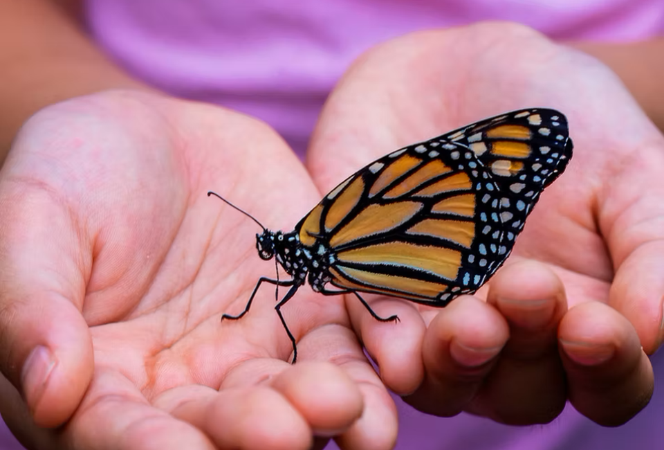 Wish Upon A Butterfly at Brazos Valley Museum of Natural History