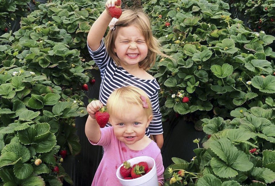 Strawberries are that much sweeter when you pick them yourself. Photo courtesy of the Carlsbad Strawberry Company, Facebook