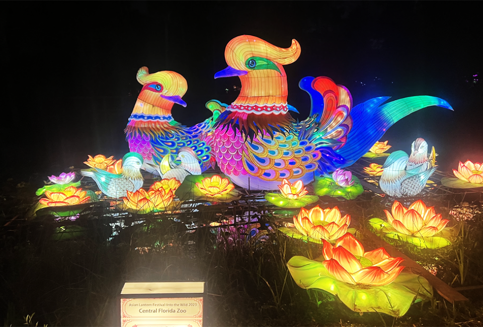 Celebrate the art, beauty and wonder of traditional Asian lantern festivals.at the Central Florida Zoo. Photo by the author