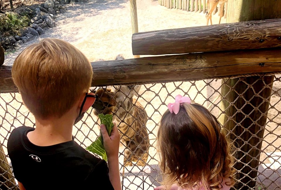 For all of September, Florida resident kids can get in free at Brevard Zoo! Photo by Charlotte Blanton for Mommy Poppins