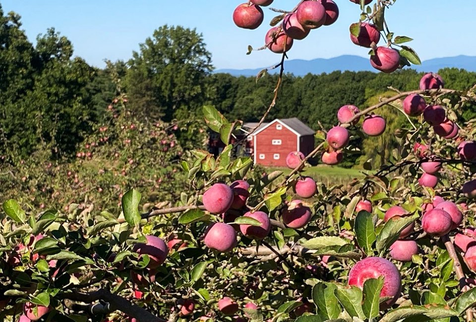 For the best apple picking this season visit Cedar Heights Orchards.  Photo courtesy of the orchard