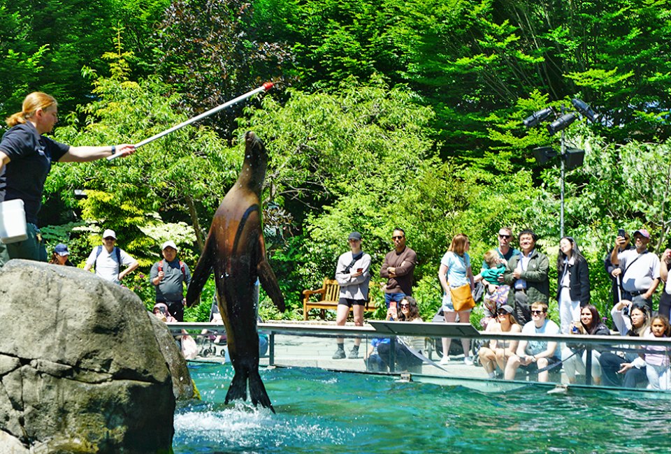 The Central Park Zoo sea lions never disappoint. Photo by Jody Mercier