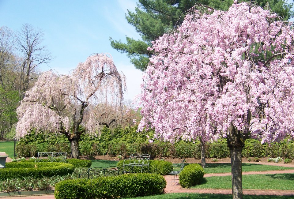 The weeping cherry blossoms nestled in Boscobel's formal garden are stunning in the spring. 