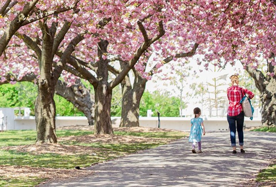 Photo courtesy of Brooklyn Botanical Garden.