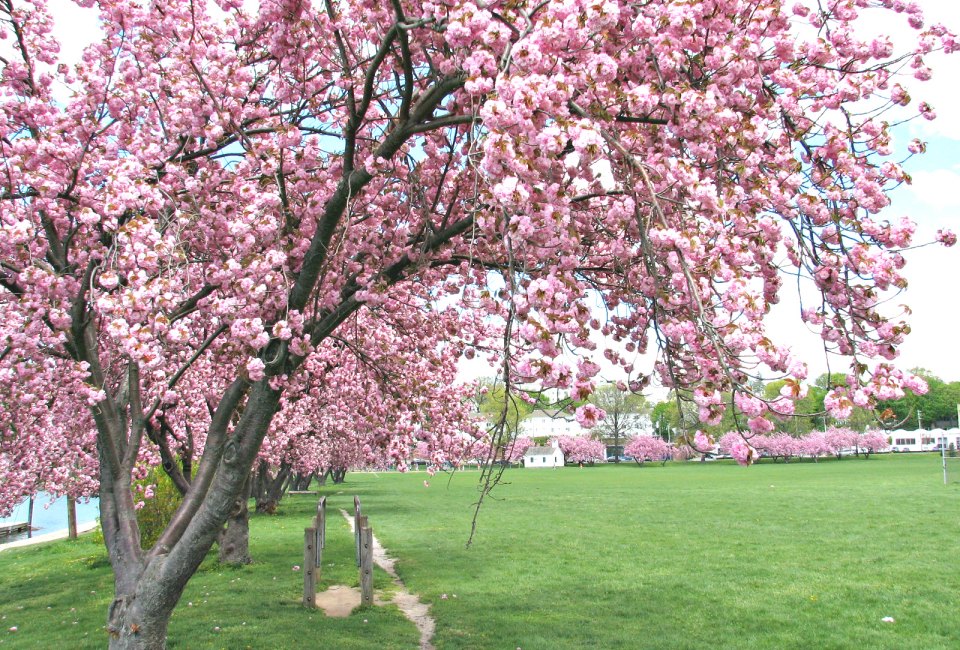 Visit Harbor Island Park to see the stunning cherry blossoms in Westchester