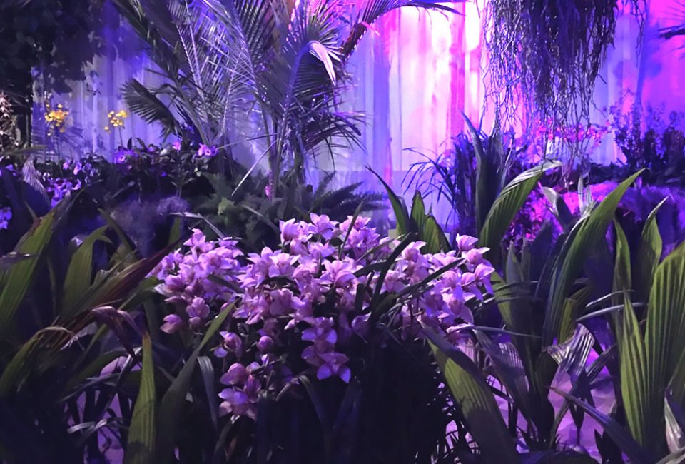 Enter a lush tropical world of orchids at the Chicago Orchid Show. Photo courtesy of the Chicago Botanic Garden 