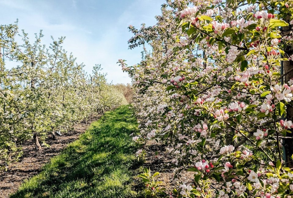 Boston offer great ways to stop and smell the flowers. Self-Guided Orchard Walk photo courtesy of Cider Hill Farm