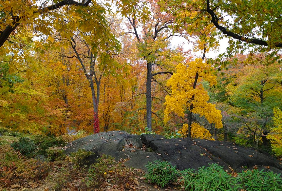 Clark Botanic Garden trees in yellow fall foliage