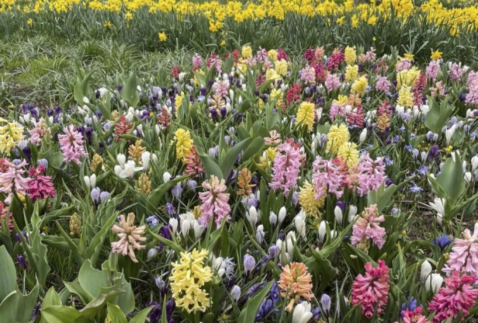 Stop to smell the flowers at Connecticut's 2023 Spring events! Photo courtesy of Colorblends House & Spring Garden